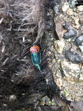 Necrophila (Chrysosilpha) formosa (Laporte de Castelnau 1832) resmi