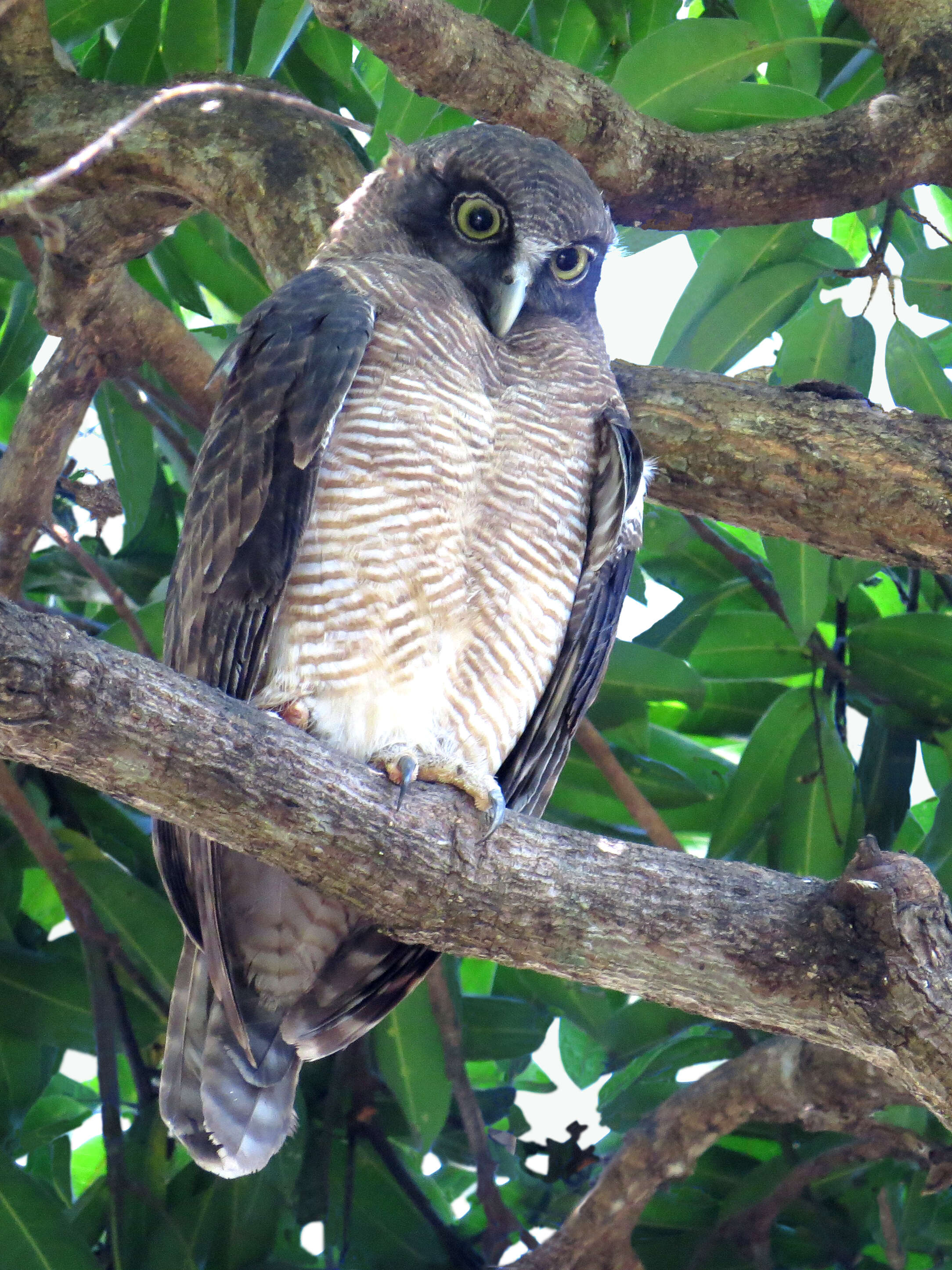 Image of Rufous Boobook