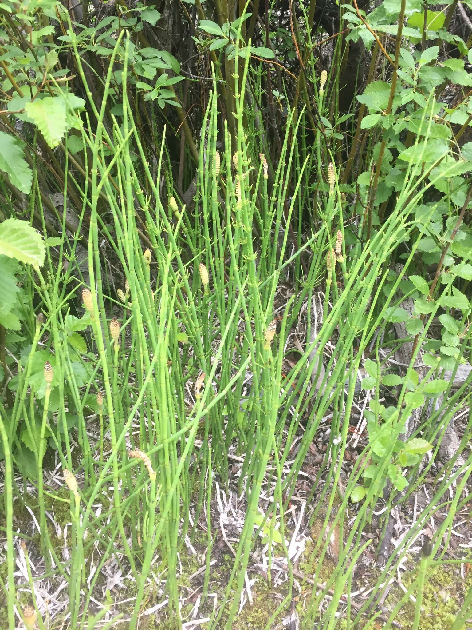 Image of Water Horsetail