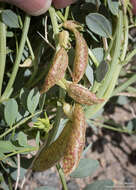 Image of Lavin's milkvetch