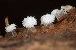 Image of Ceratiomyxa sphaerosperma Boedijn 1927