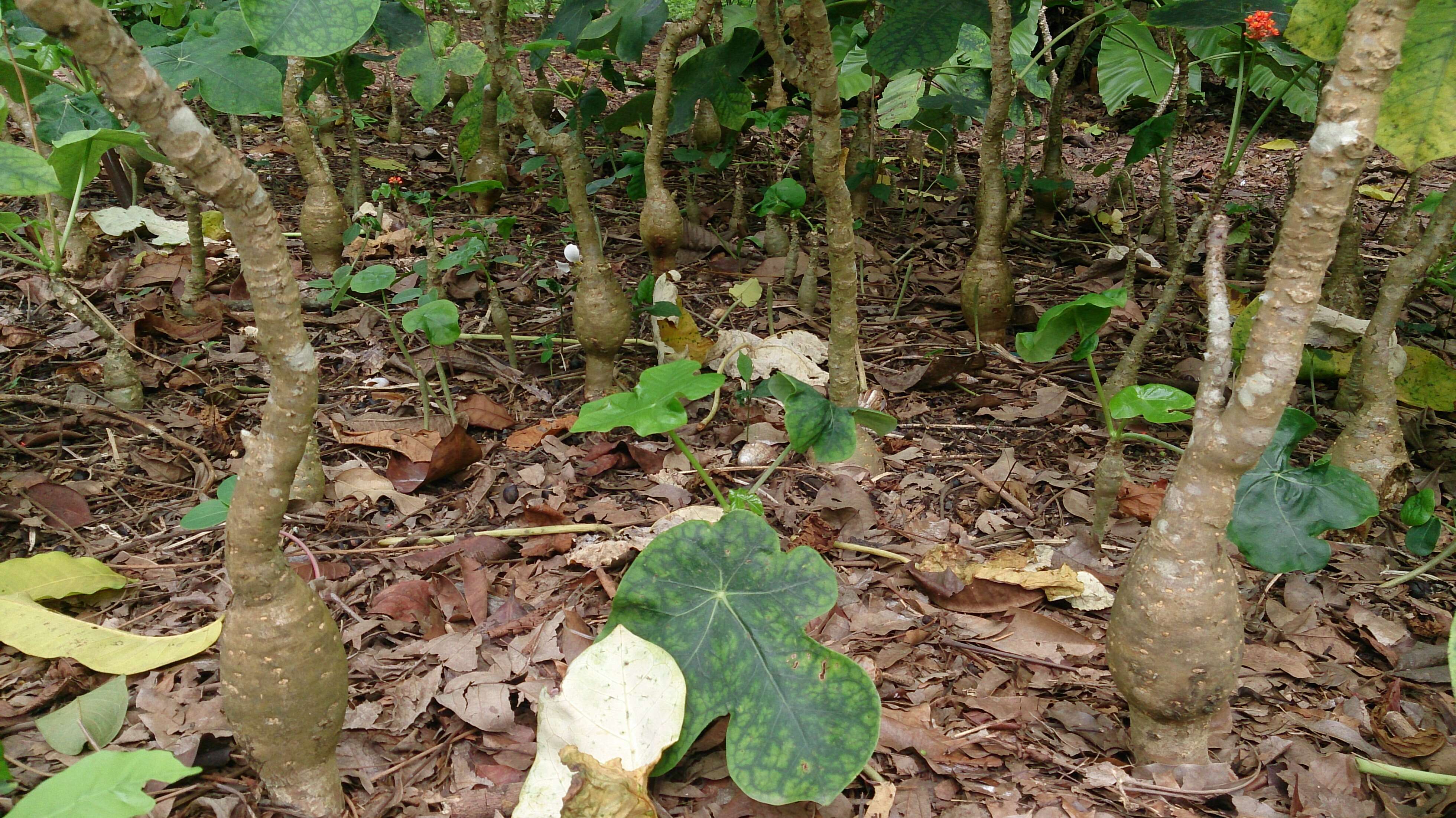 Image of goutystalk nettlespurge