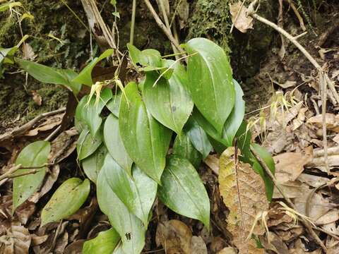 Imagem de Pleurothallis phalangifera (C. Presl) Rchb. fil.