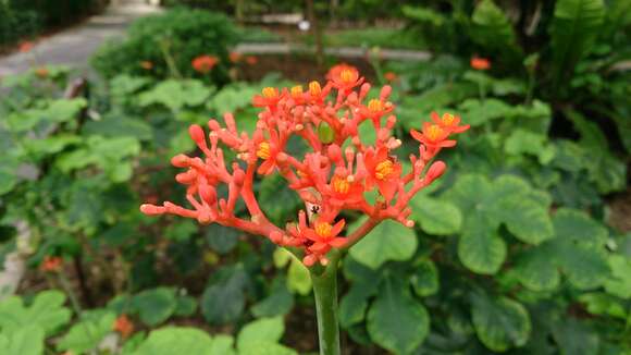 Imagem de Jatropha podagrica Hook.