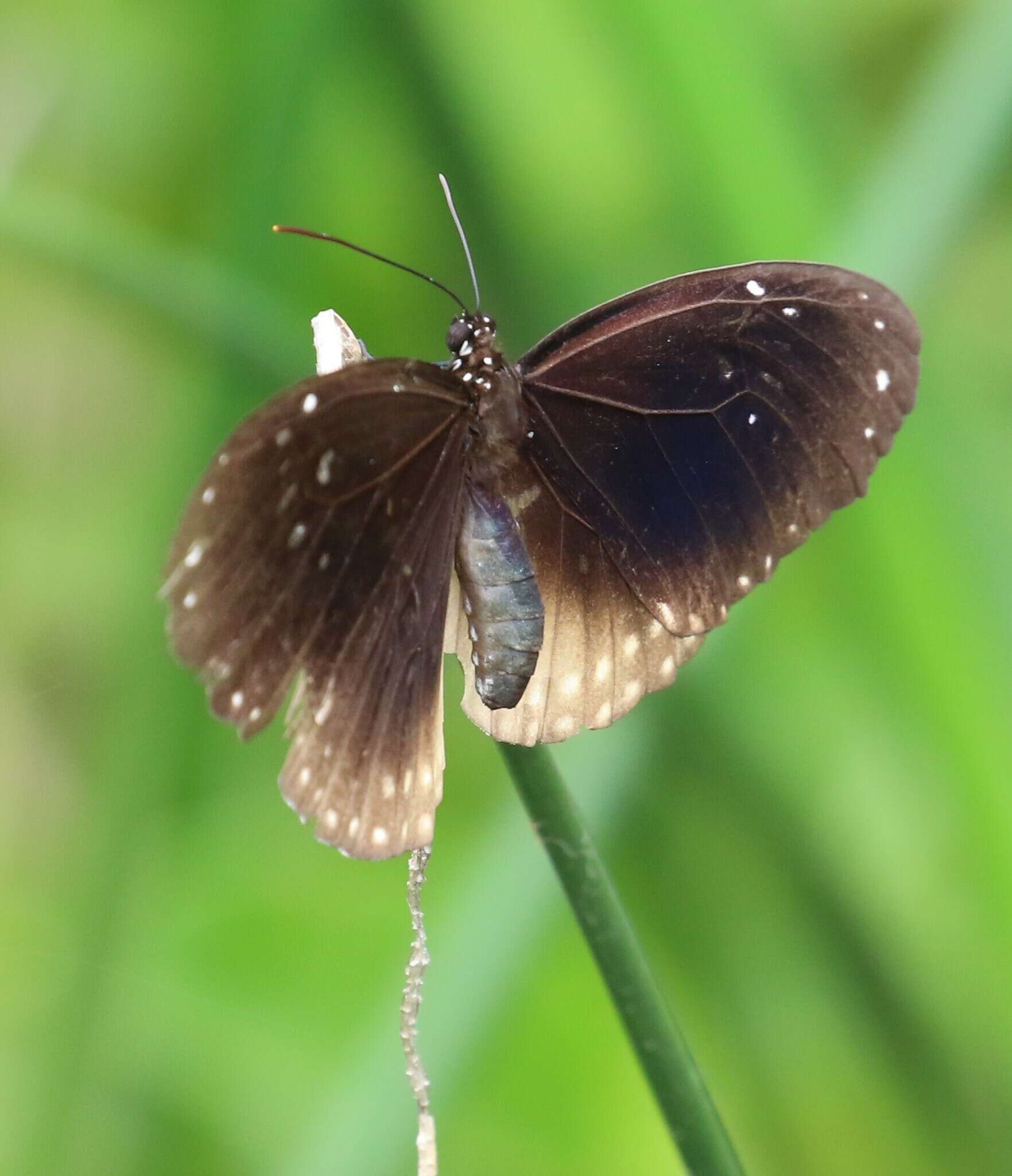 Image of Euploea alcathoe Godart 1819