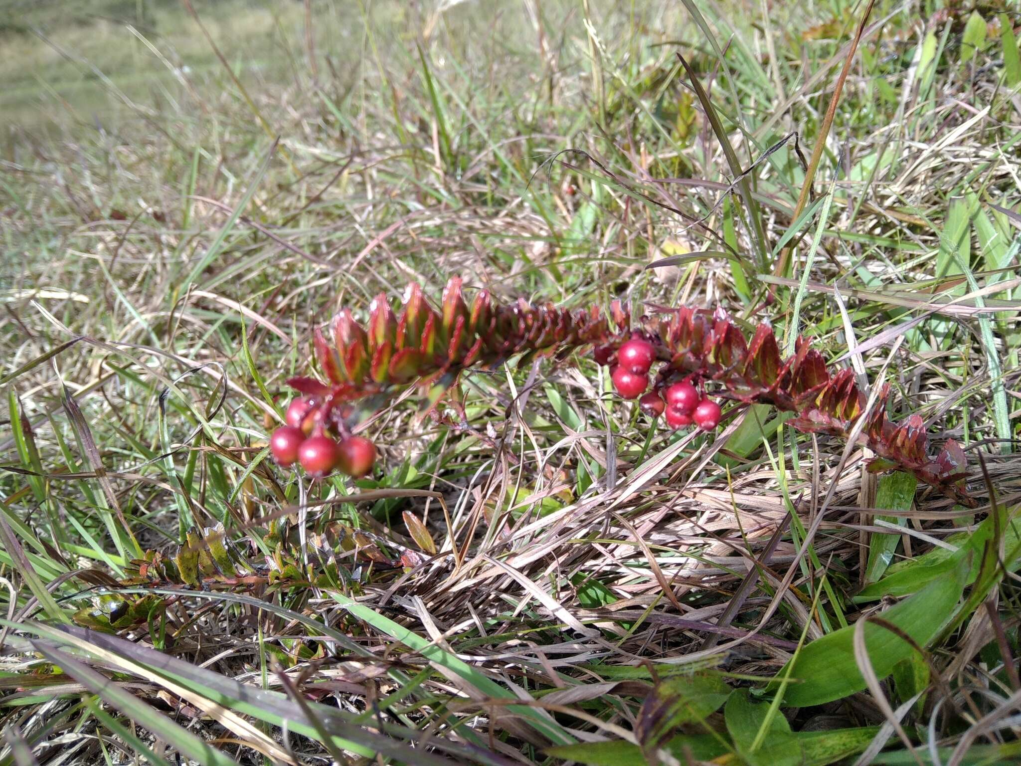 Image de Vaccinium crenatum (G. Don) Sleumer