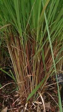 Image of citronella grass