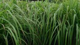 Image of citronella grass