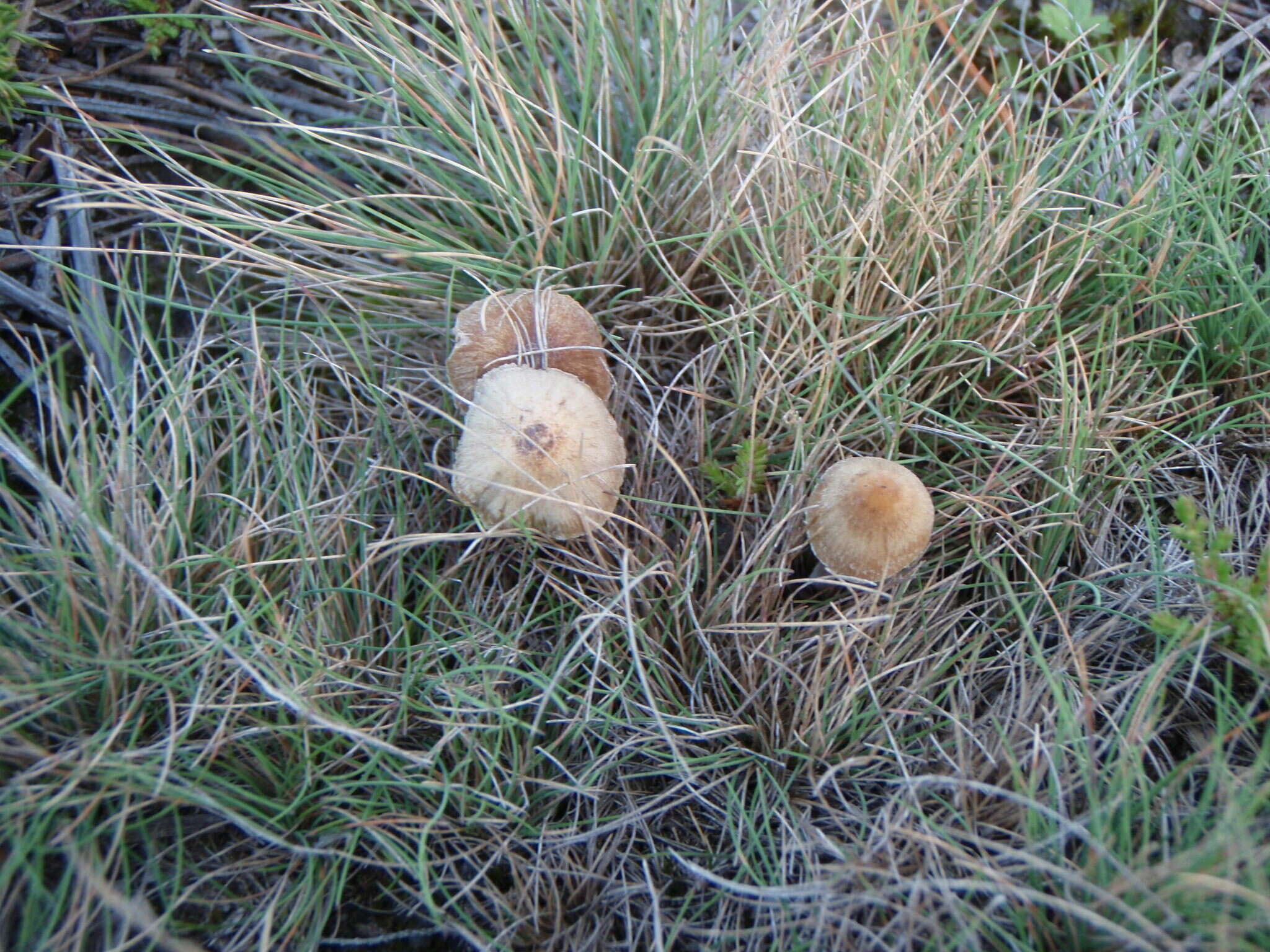 Image of Psilocybe gallaeciae Guzmán & M. L. Castro 2003