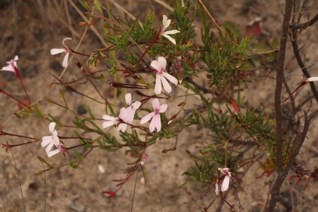 Image of Pelargonium laevigatum subsp. laevigatum