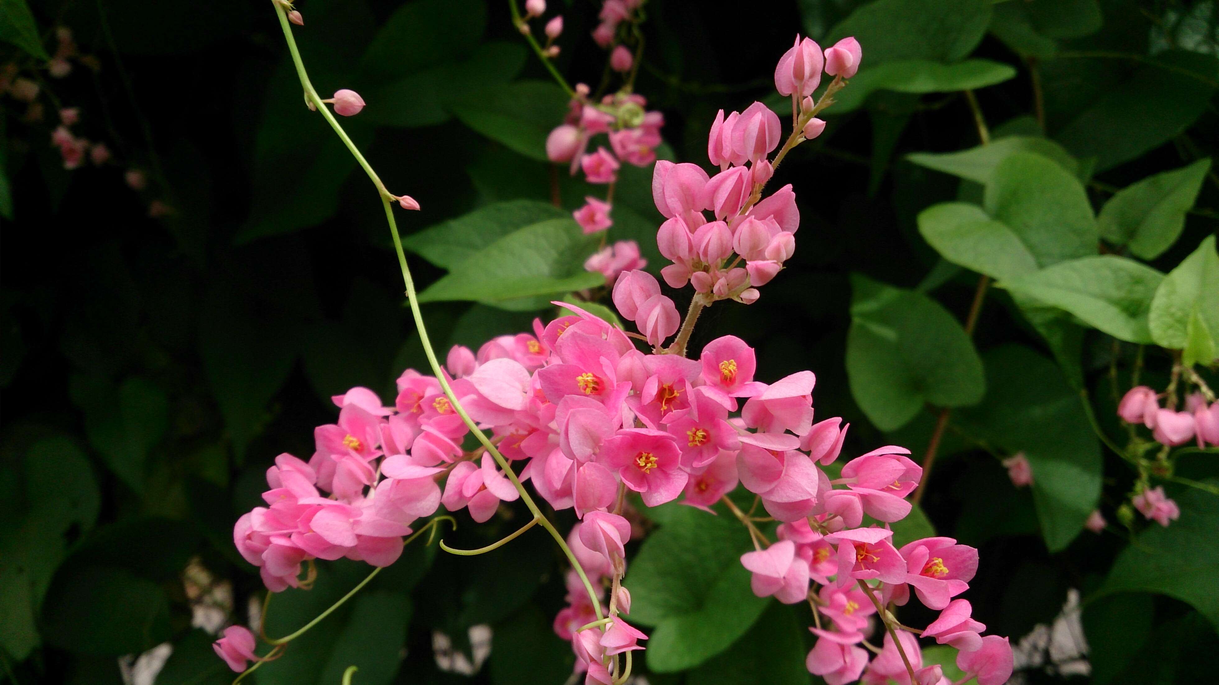 Image of antigonon