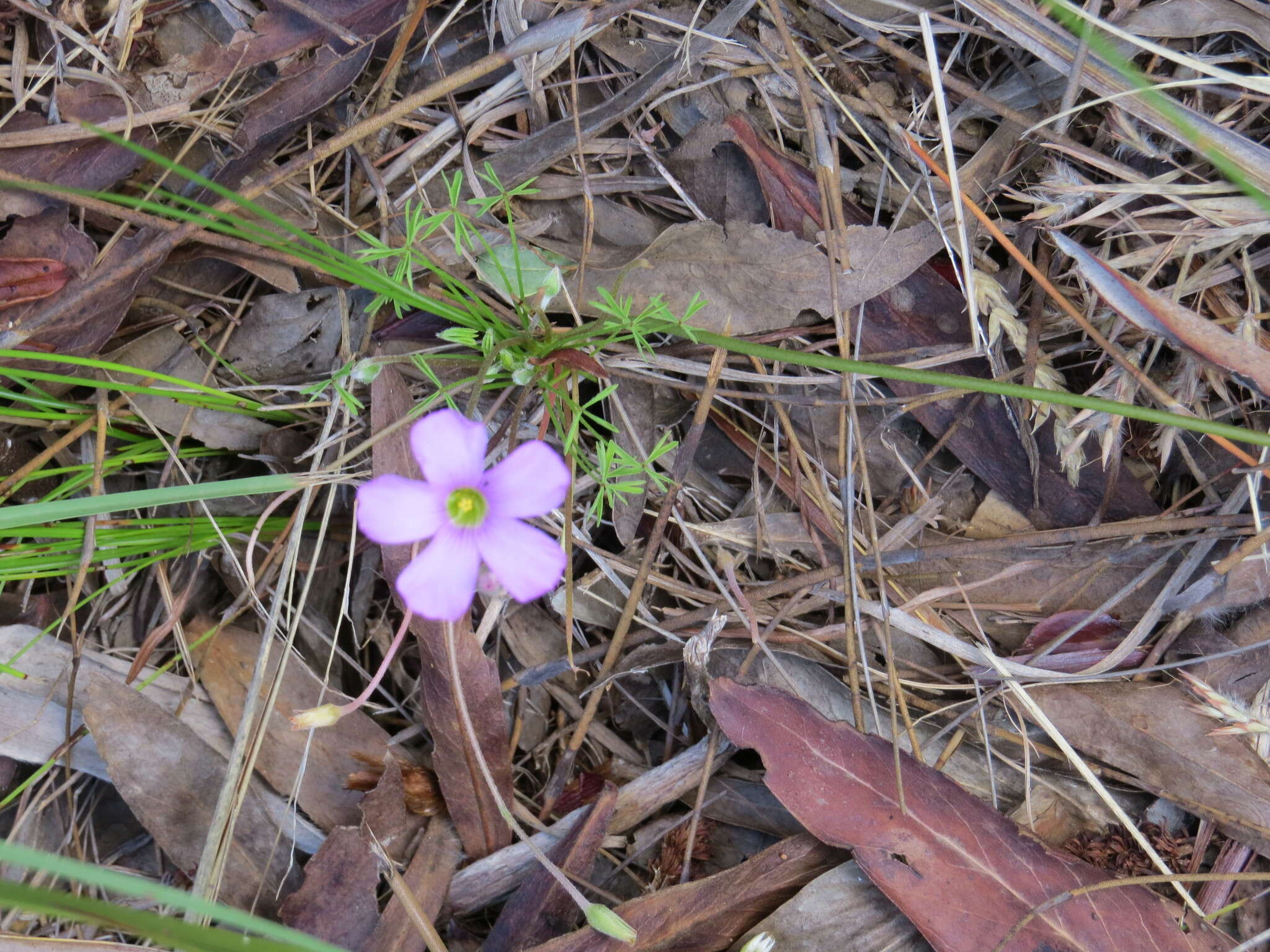 Sivun Oxalis bifida Thunb. kuva