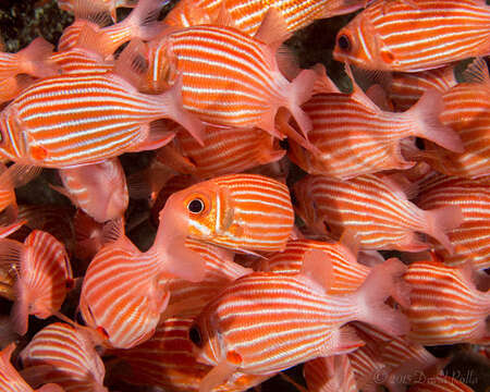 Image of Hawaiian Squirrelfish