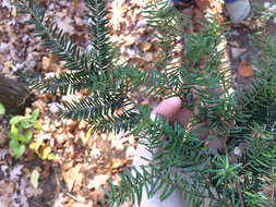 Image of Carolina Hemlock