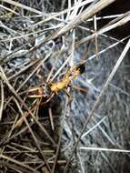 Image of Myrmecia desertorum Wheeler 1915