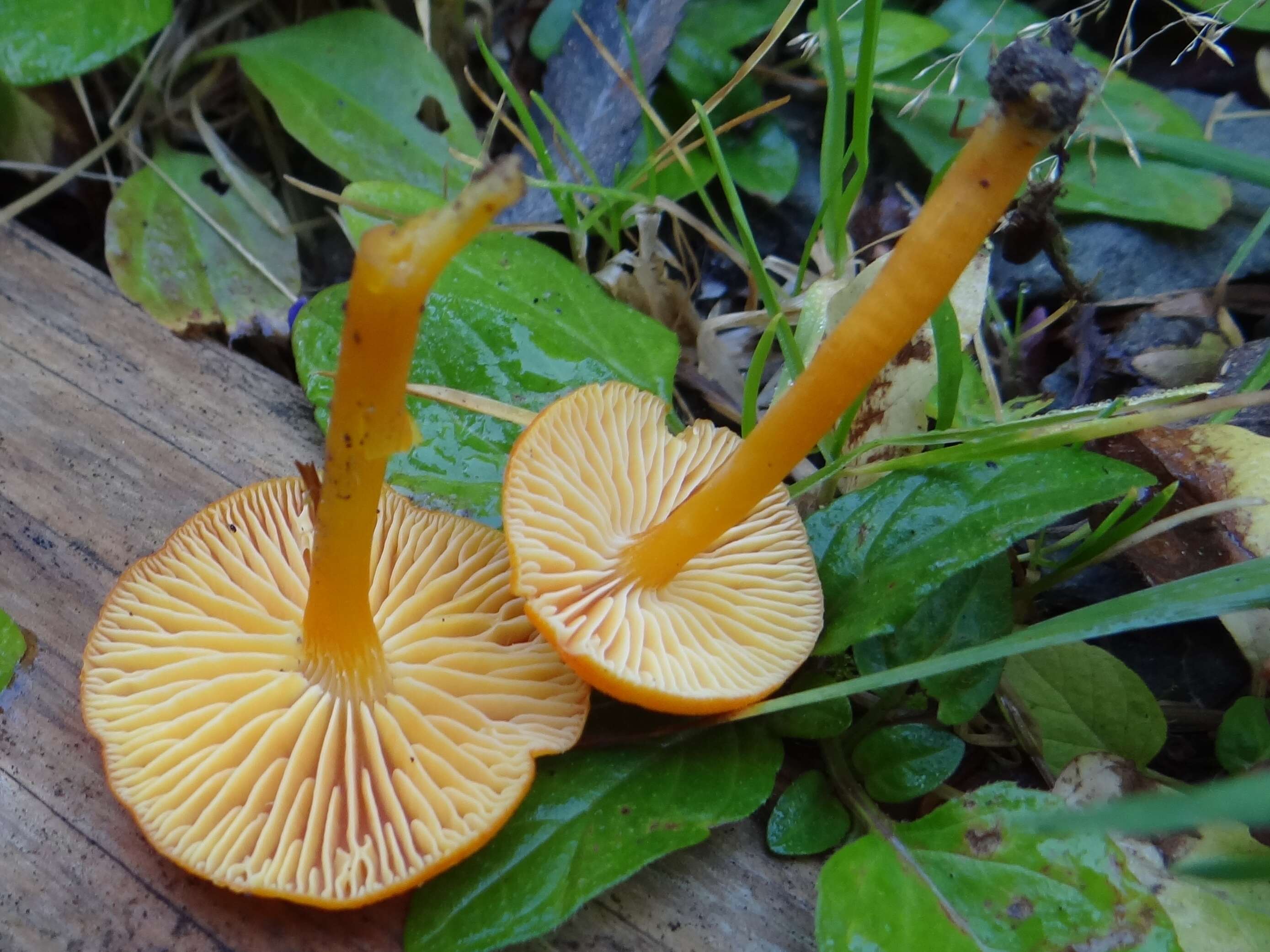 Image of Hygrocybe miniata (Fr.) P. Kumm. 1871