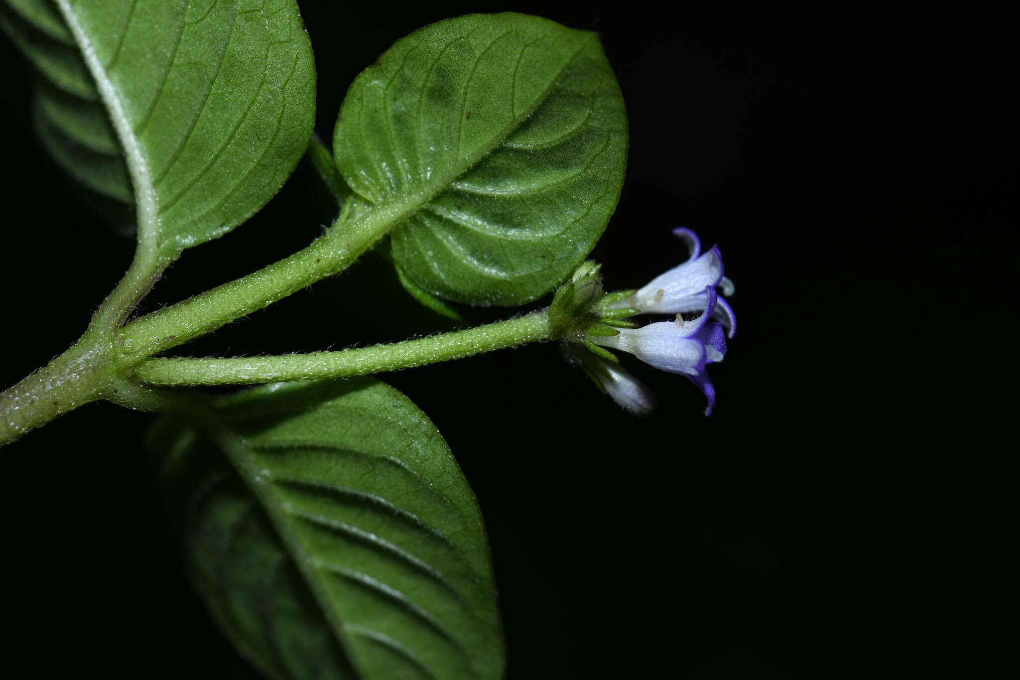 Image of Coccocypselum guianense (Aubl.) K. Schum.