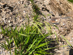 Image of Brachypodium kawakamii Hayata