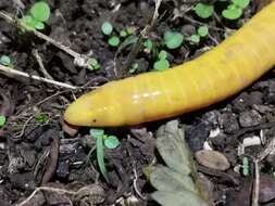 Image of Aqua Ize Caecilian