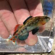 Image of Highland Rim Darter