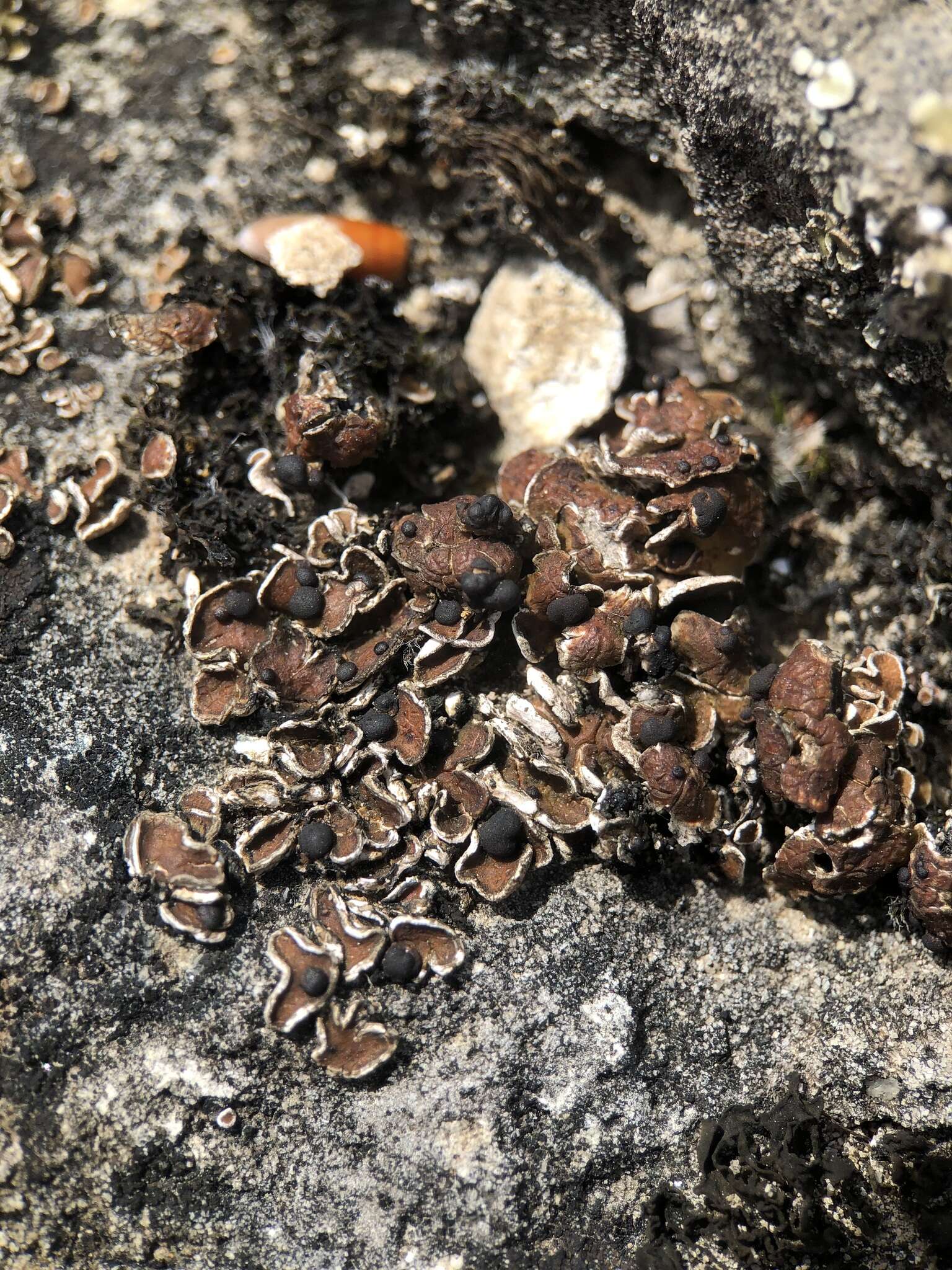 Image of fishscale lichen