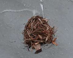 Image of harvest mouse