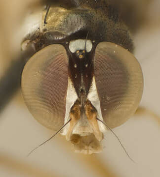 Image of tanypezid flies