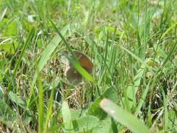 Coenonympha california Westwood (1851) resmi