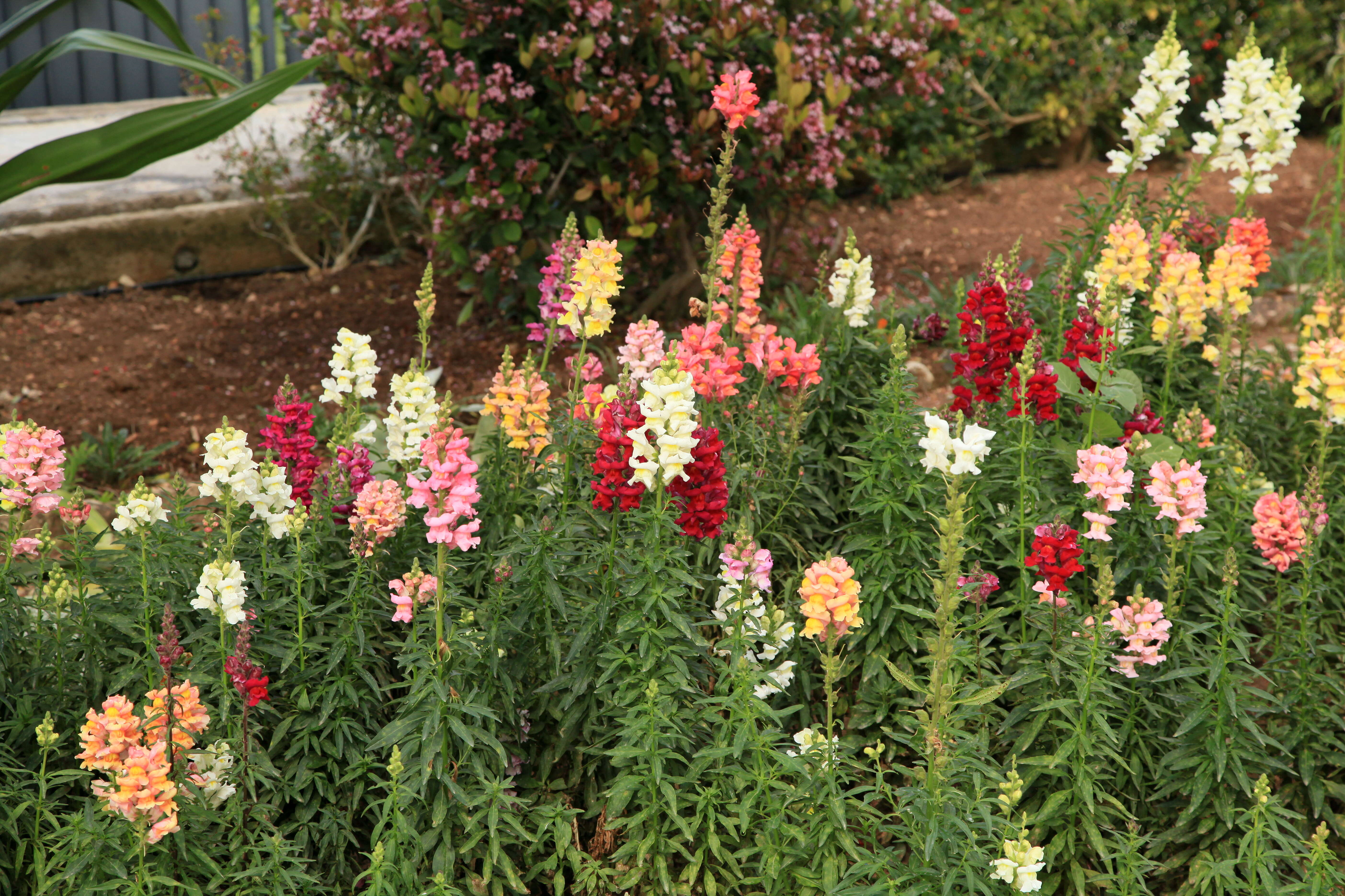 Plancia ëd Antirrhinum majus L.