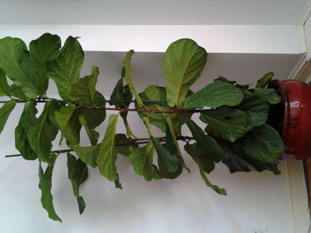 Image of fiddle-leaf fig