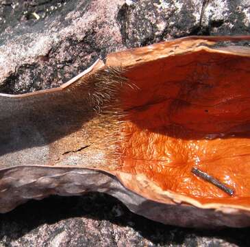 Image of Heliamphora nutans Benth.