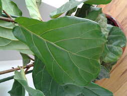 Image of fiddle-leaf fig