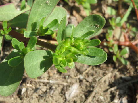 Image of common purslane