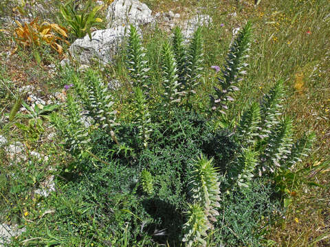 Image of spine acanthus