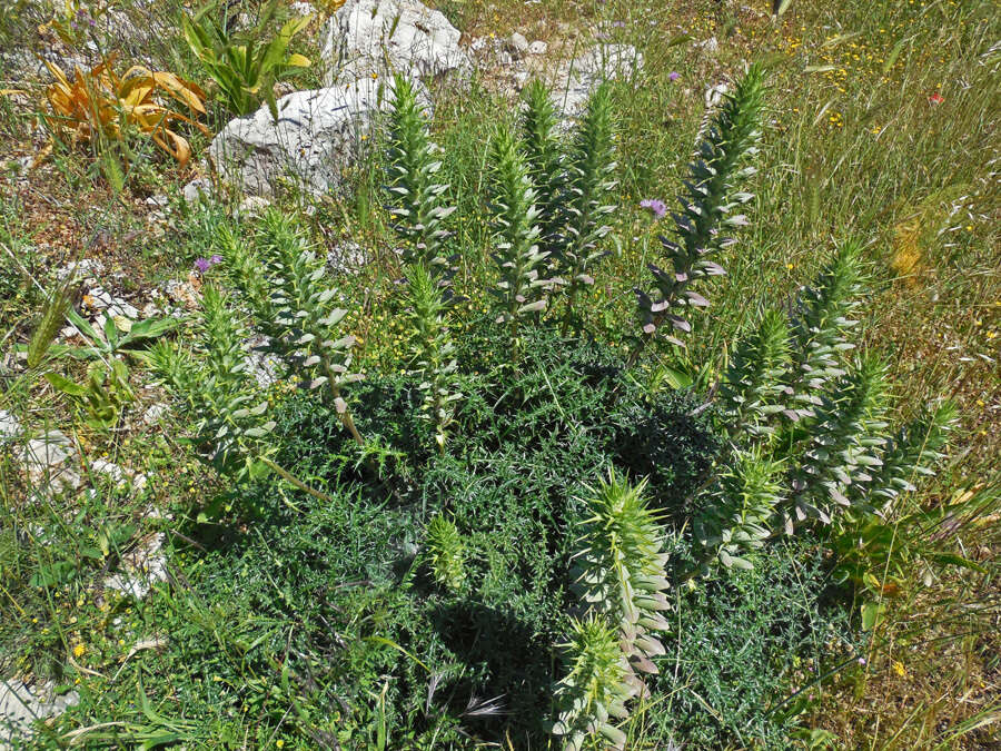 Image of spine acanthus