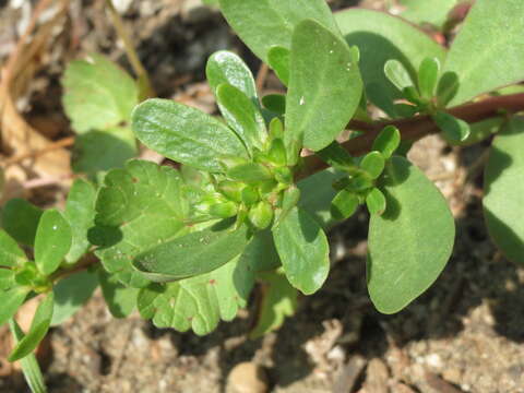 Image of common purslane