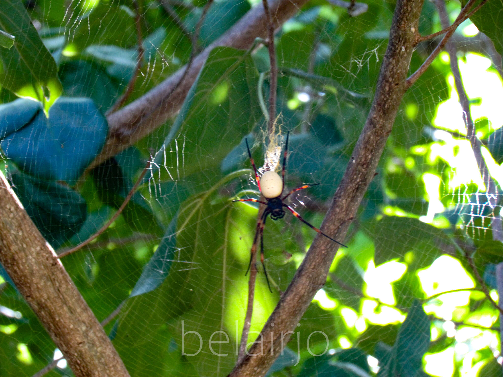 Imagem de Nephila tetragnathoides (Walckenaer 1841)