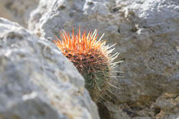 Image of Melocactus macracanthos (Salm-Dyck) Link & Otto