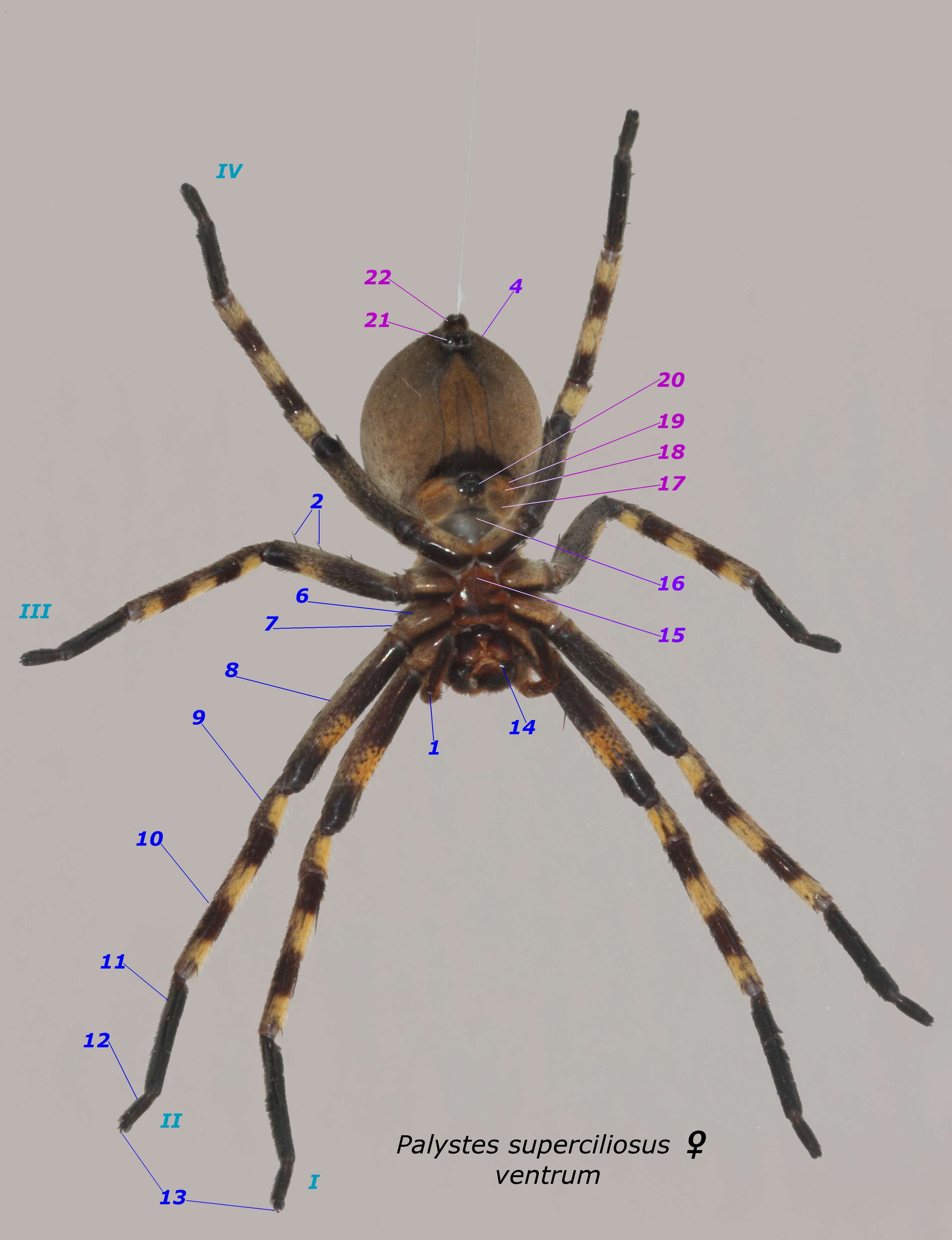 Palystes superciliosus L. Koch 1875的圖片