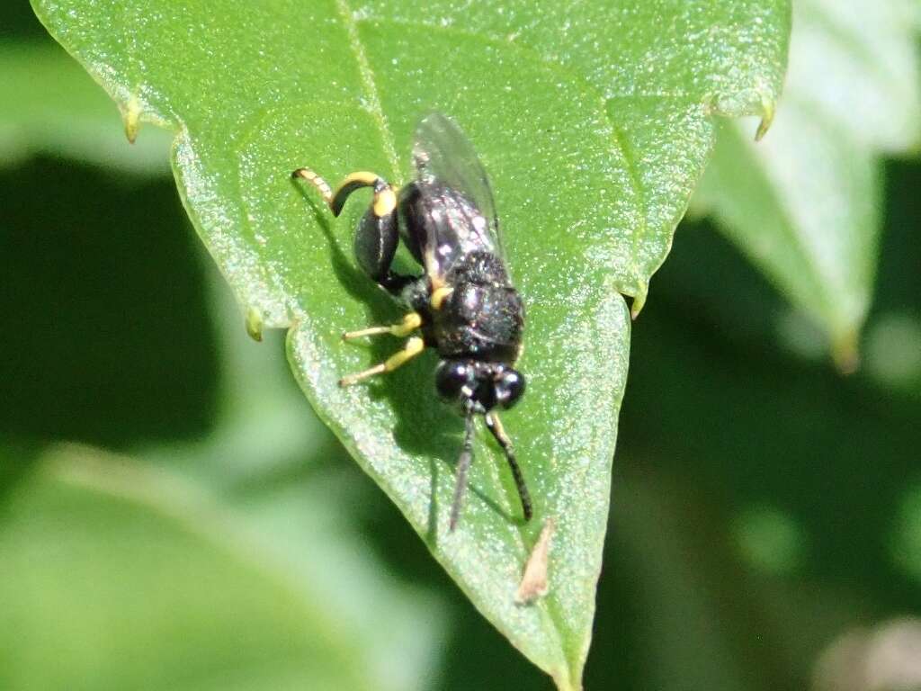 Слика од Brachymeria lasus (Walker 1841)