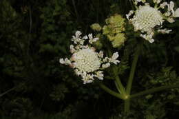 Image of corky-fruited water-dropwort