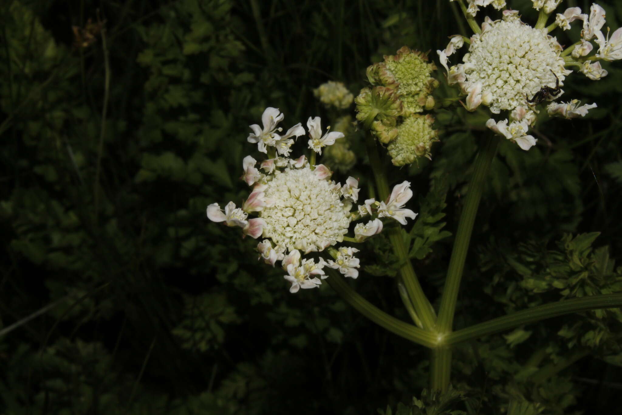 Imagem de Oenanthe pimpinelloides L.