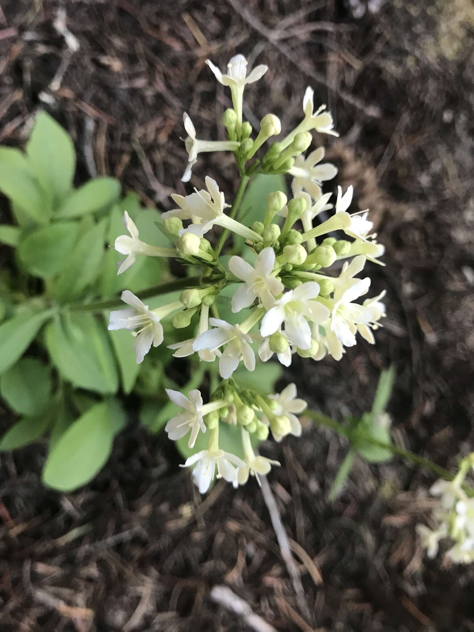 Image of Wenatchee valerian