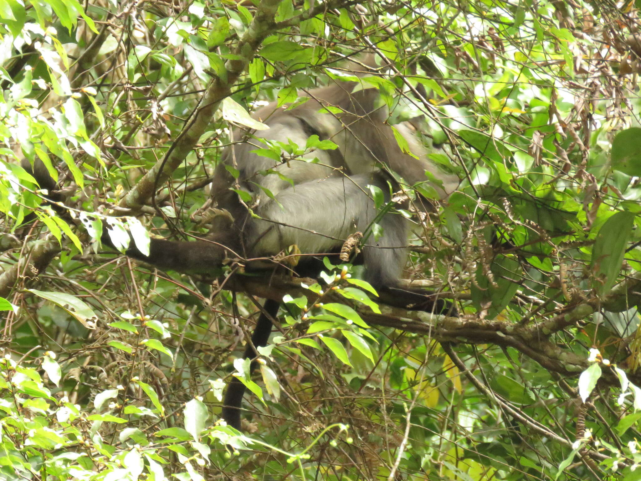 Image of Pale-thighed Langur