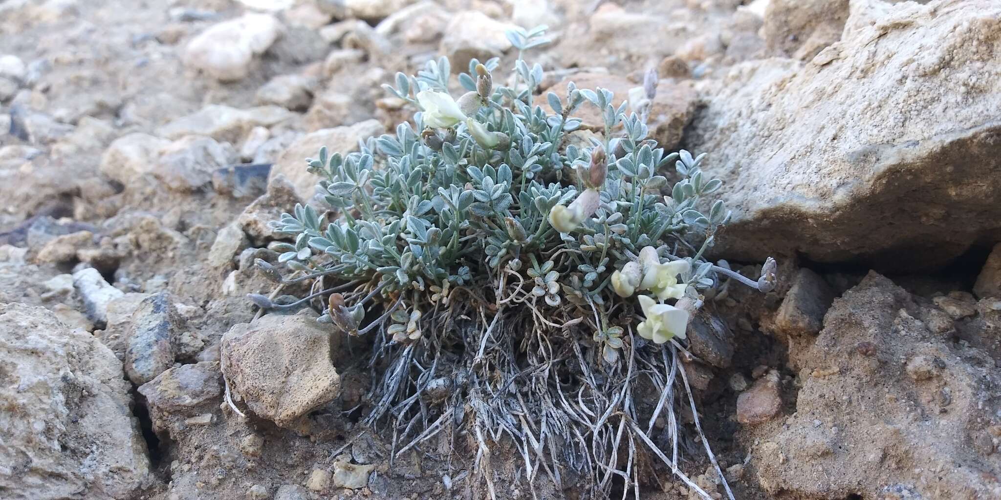 Sivun <i>Astragalus <i>calycosus</i></i> var. calycosus kuva