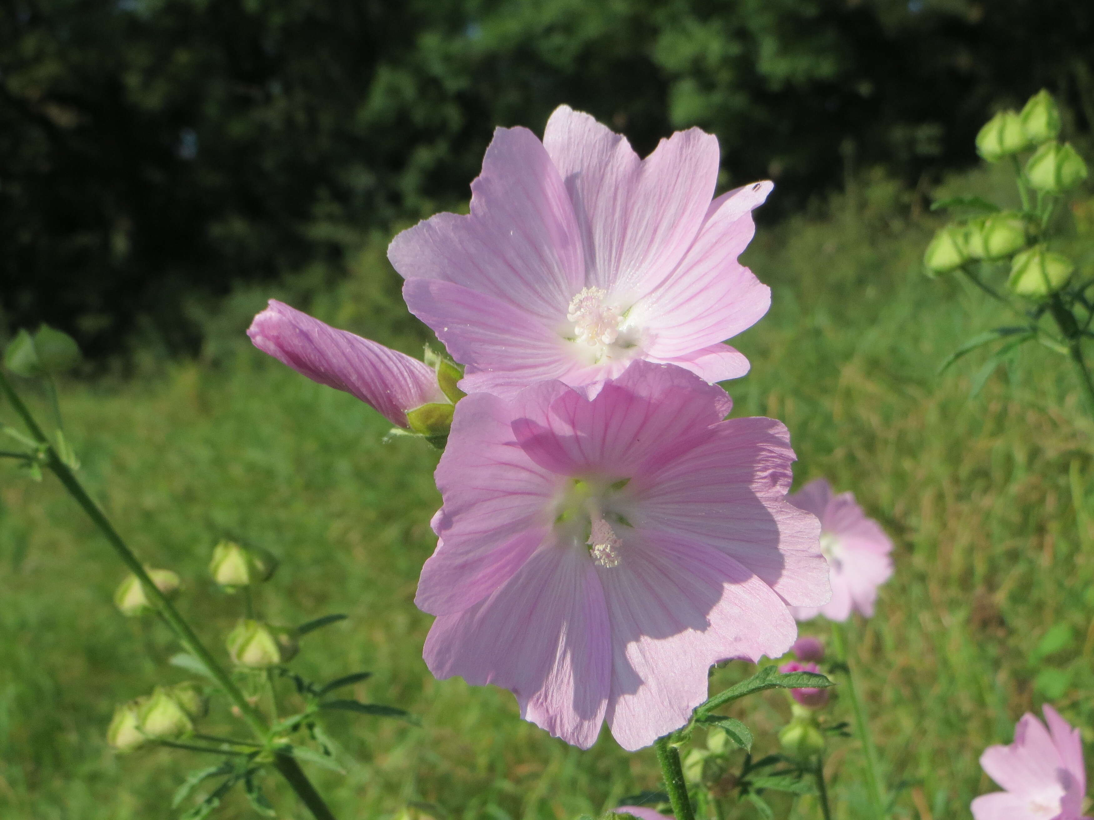 Image of european mallow