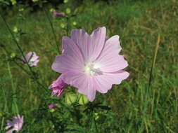 Image of european mallow