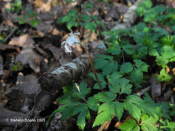 Image of blue anemone