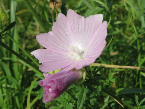 Image of european mallow