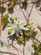 Image de Passiflora pectinata Griseb.